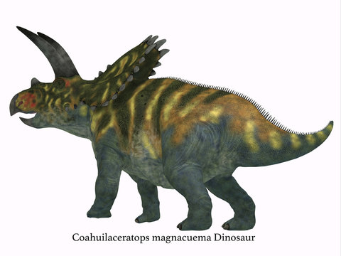 Coahuilaceratops Dinosaur Tail with Font