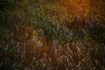 Grass field in the sunset