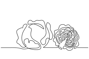 Continuous one line drawing. Vegetables two cabbage. Vector illustration