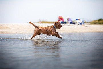 Miniature golden doodle playing in water running and fetching