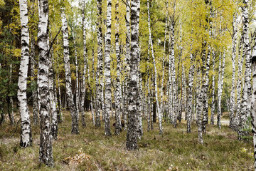Jesienny krajobraz 18 - obrazy, fototapety, plakaty
