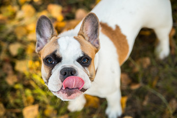 Portrait of a French bulldog of fawn and white color against the background of autumn leaves and grass