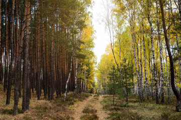 Jesienny krajobraz 14 © Maurycy