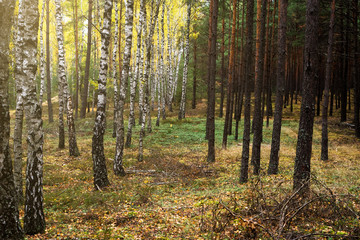 Fototapeta premium Jesienny krajobraz 10