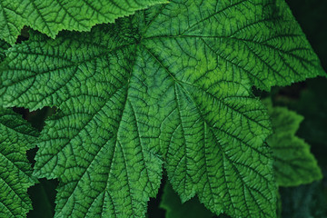 Close-up of currant leaf, macro of green leaf in the garden