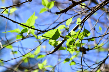 Leaves