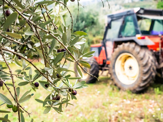 olive harvest in Italy