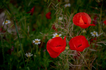 Poppies and Spanish spring