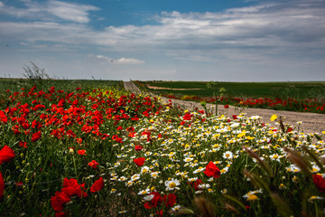 Poppies and Spanish spring