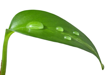 Drop of water on young green leaf - isolated