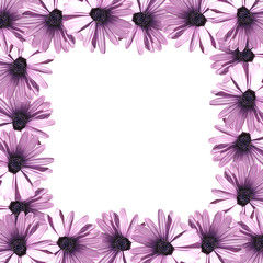 Beautiful floral background of lilac gazania 