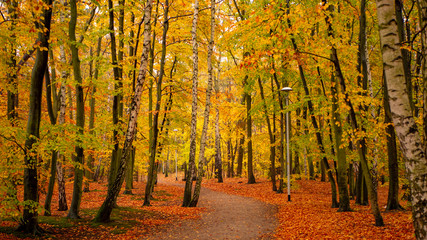 Amazing park of luminous autumnal colors.
