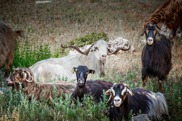 Greek goats