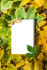 Naklejka na ściany i meble white book on autumn yellow and golden foliage with green chestnuts, isolated background