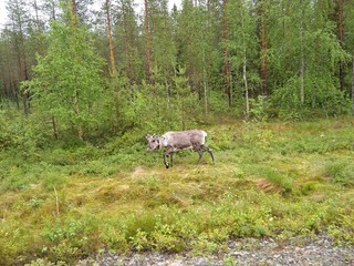 Obraz na płótnie Canvas deer finland