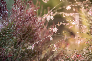 Greek flowers