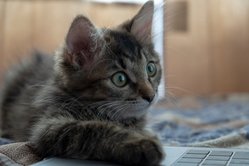 Siberian cat looks into the laptop.