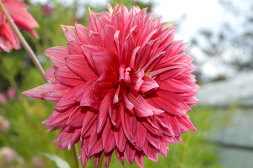 dahlia in garden