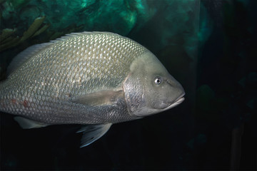Naklejka premium A single large scaly oceanic fish in an aquarium