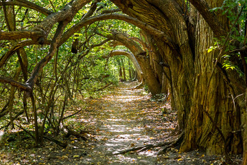 tunnel in the forest