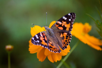 Fototapeta na wymiar Butterfly perched on a flower