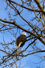 eagle in a treebr