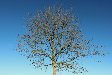 Tree Skeleton