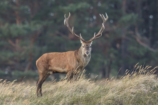 hirsch