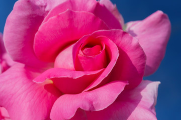 Pink rose in the garden.