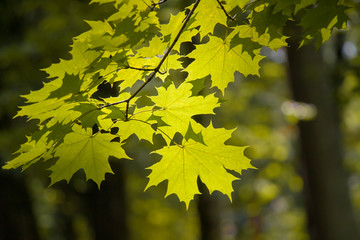 Maple leaves in autumn park
