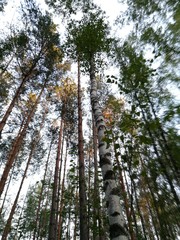 Fototapeta premium стволы
