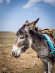 Donkey portrait.