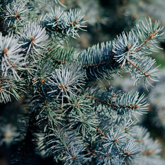 Naklejka na ściany i meble Closeup of natural Christmas fir tree branch background
