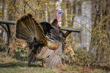 A male wild turkey in winter