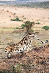 Female cheetah stretching and landscape of famous Kenya's Masai Masa National Park in background