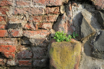 Durchbruch einer grünen Pflanze