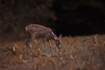 Biche dans un pré