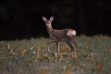 Biche dans un pré