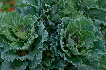 Close up of decorative cabbage, ornamental cabbage plants.