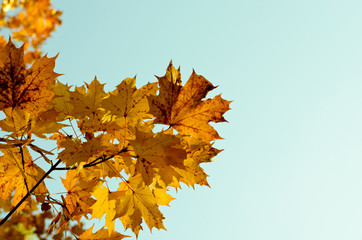 Naklejka na ściany i meble autumn yellow maple leaves in the blue sky