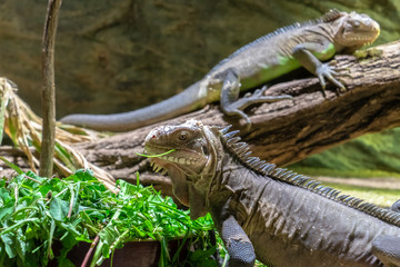 wildlife reptil