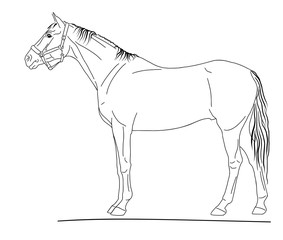 An exterior illustration of the sport horse.