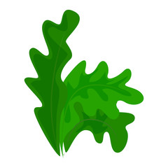 Frisee lettuce icon. Cartoon of frisee lettuce vector icon for web design isolated on white background