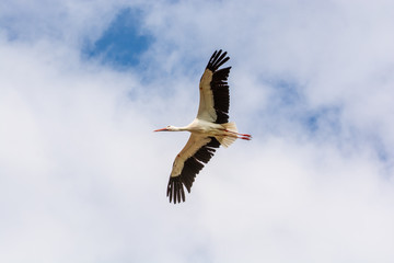 Cigogne en vol