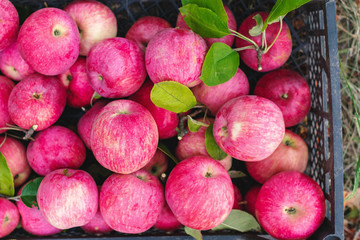 Red apples.
