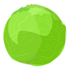 Green cabbage icon. Cartoon of green cabbage vector icon for web design isolated on white background