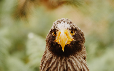 Aigle