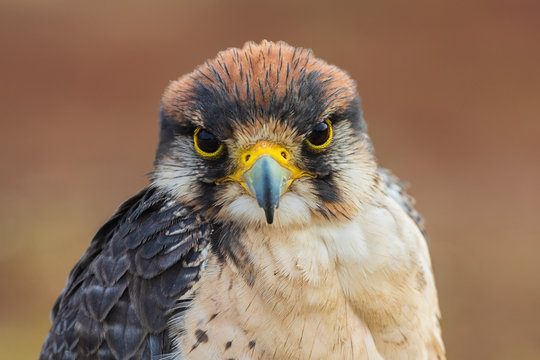 Lanner falcon - Falco biarmicus. Closeup portrait of Lanner falcon looking at camera. Bird of prey portrait