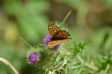 thistle flower in springtime