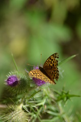 thistle flower in springtime